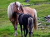 Ferski poniji niso dosti drugacni od islandskih, a vseeno so Ferski in samo njihovi.