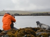 Na polotoku Snæfellsnes nam je uspelo, da smo se povsem priblizali tjulnjem. Iskali pa smo jih pol dneva. Vedeli smo, da so nekje na obali, a celo vodja turisticnega centra v Hellnarju je rekel, da jih ni se nikoli videl.