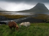 Islandski konji, v ozadju Kirkjufell