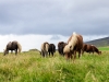 Po zelenih pasnikih v blizini civilizacije (obale) pogosto naletis na cele crede kosatorepih islandskih konjickov. Baje jih Japonci jedo.