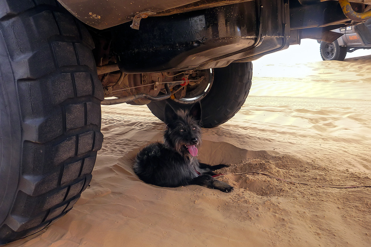 Punky knows how to find shadow in the desert, digging away the hot sand.