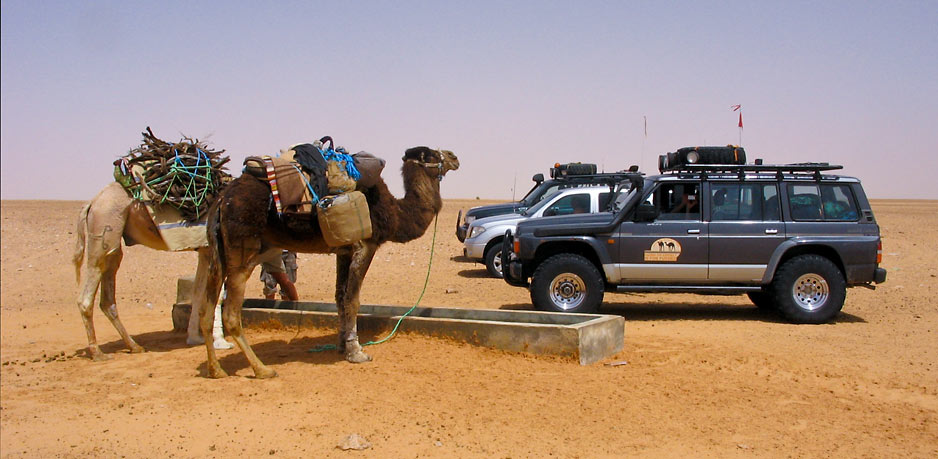 Pravijo, da je kamela boljše prevozni sredstvo od avtomobila.