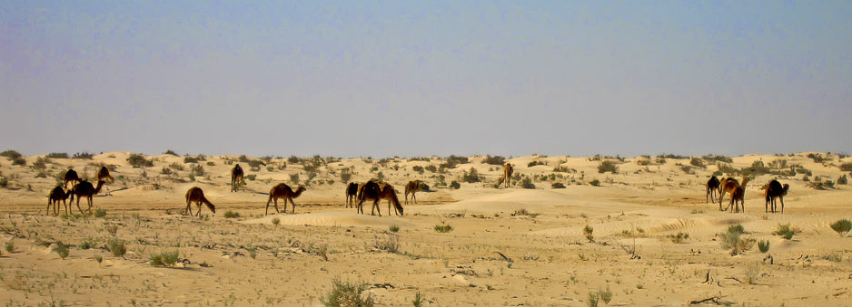 Kamele pri El Faouarju. Bil je komaj zacetek potovanja in so se predstavljale zanimivost. Foto Denis