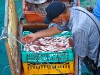 Trgovec z ribami na trajektru Kerkennah - Sfax.