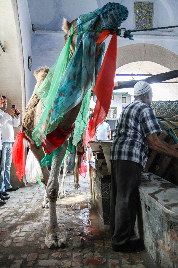 Kamela, ki poganja vreteno za crpanje vode v Kairouanu. Ko je se majhna, jo spravijo v to sobico, in tu ostane do smrti.