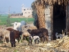 East Africa 2011