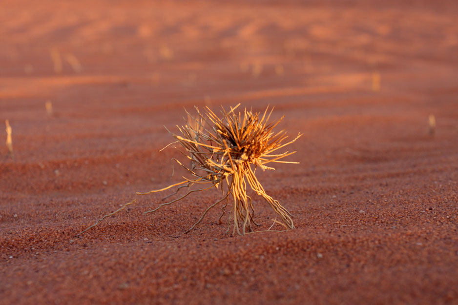 Sahara je polna takih detajlov. Raj za fotografa, ki ne znori ob misli, da mu nosi pesek v opremo. Foto Drago