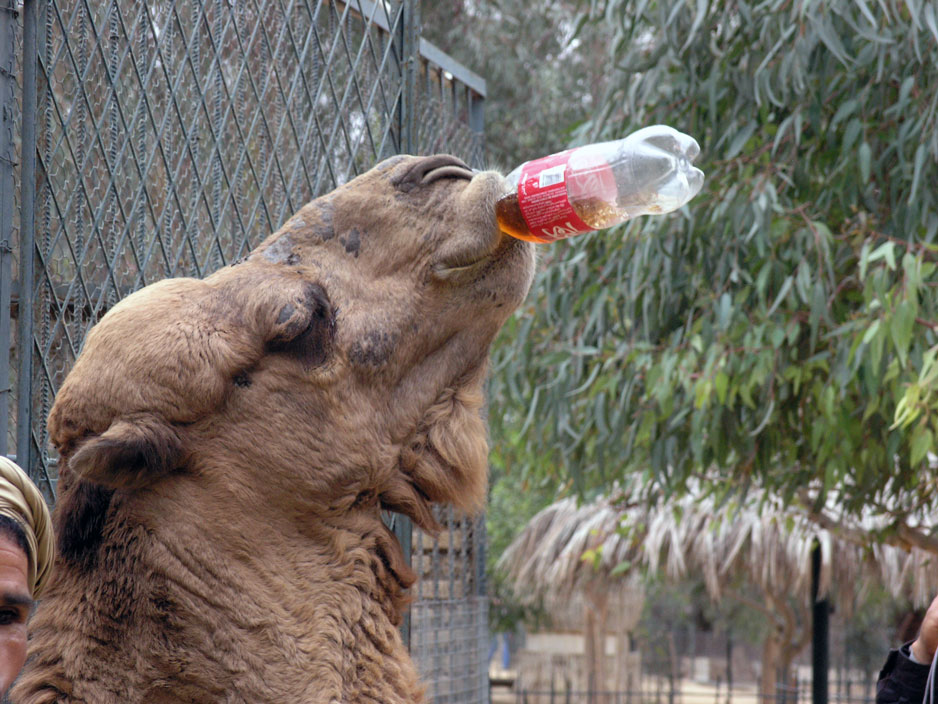Glavna atrakcija tozeurskega zivalskega vrta je kamela, ki pije kokakolo. Kokakolo sicer redcijo, a kamelo morajo vsake toliko casa zamenjati, ker ocitno zaradi te pijace crkne. Foto Miha