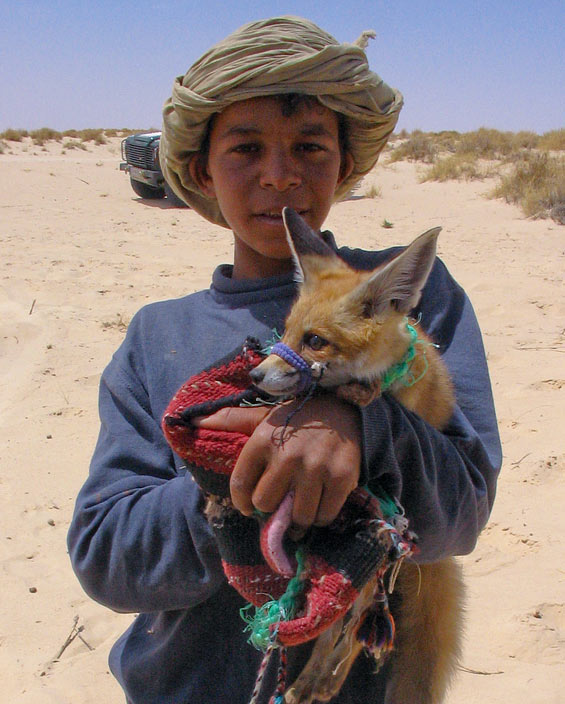 Mali je to prodajal za feneka, ampak to je navadna lisica ali pa kak križanec. Seveda se lahko vprašamo, kje je v Sahari našel navadno lisico.